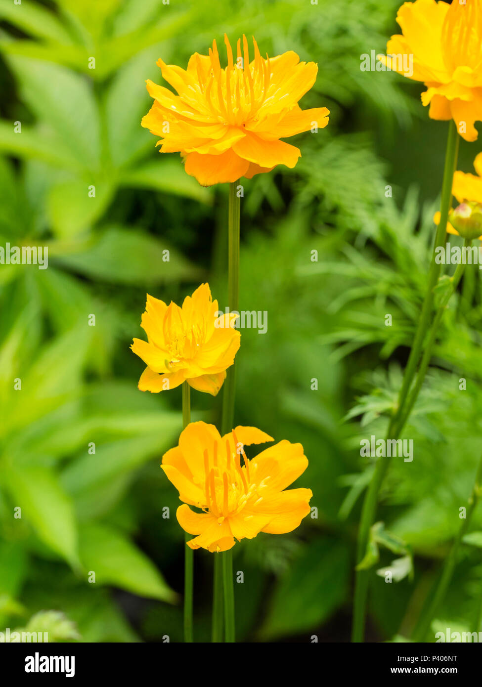 Orange Blüten der Feuchtigkeit lieben, Anfang Sommer blühende Staude, Trollius chinensis 'Golden Queen' Stockfoto