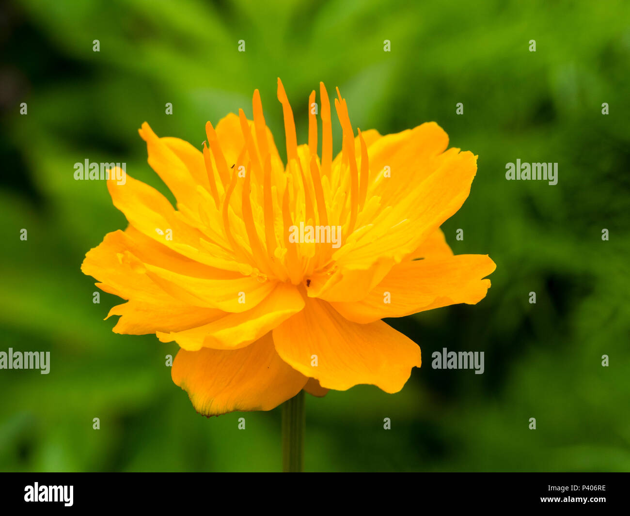 Orange Blume der Feuchtigkeit lieben, Anfang Sommer blühende Staude, Trollius chinensis 'Golden Queen' Stockfoto