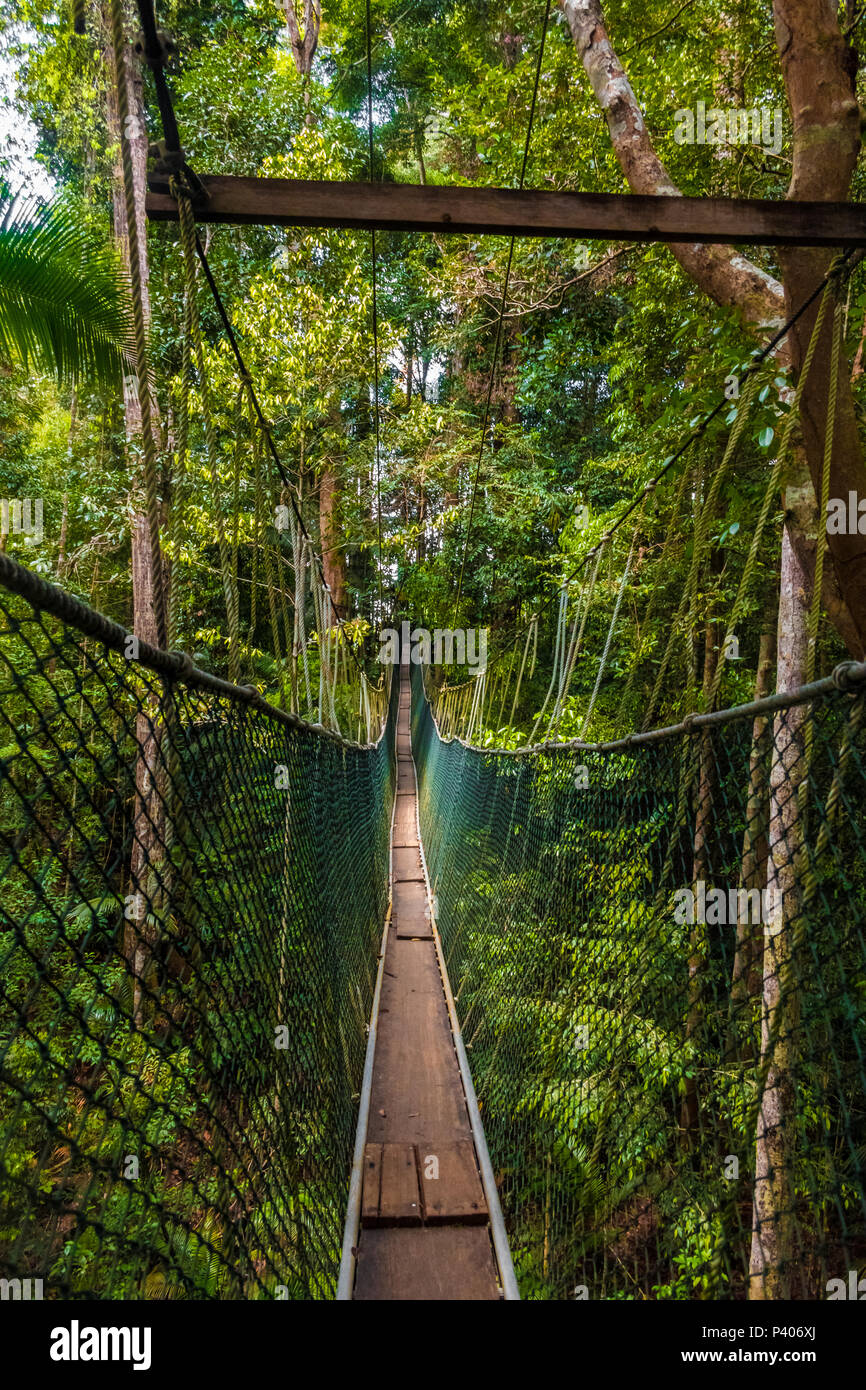 Taman Negara National Park der weltweit längsten Canopy Walkway aus der Sicht eines Touristen, bevor der erste Schritt auf der Hängebrücke. Stockfoto