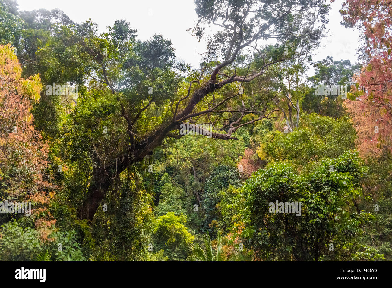 Tolle Aussicht auf den Dschungel Flora und Fauna von der Spitze einer Plattform, ist Teil des weltweit längsten Canopy Walkway im Taman Negara National. Stockfoto