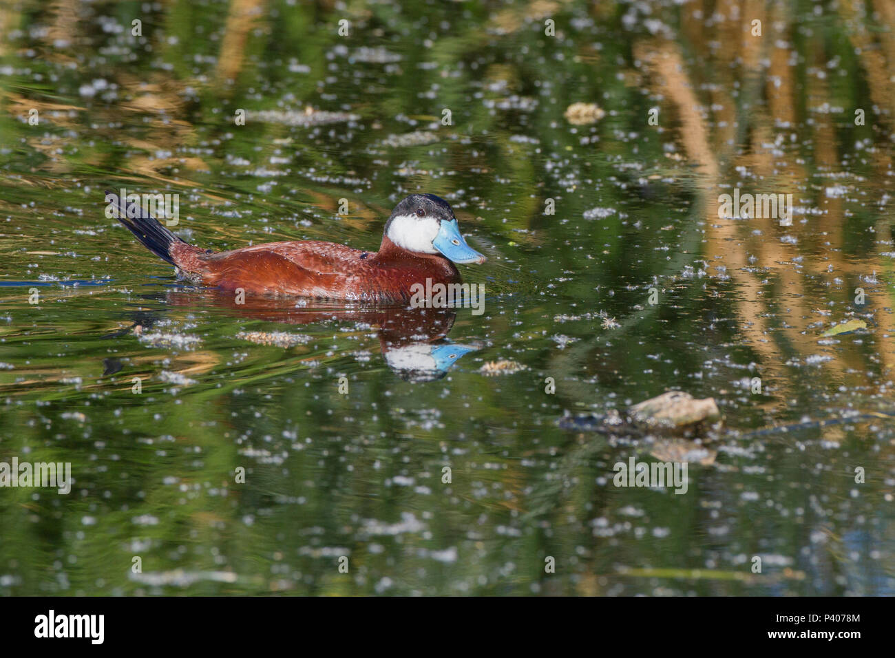 Ein drake Schwarzkopfruderente in der Paarung Gefieder. Stockfoto