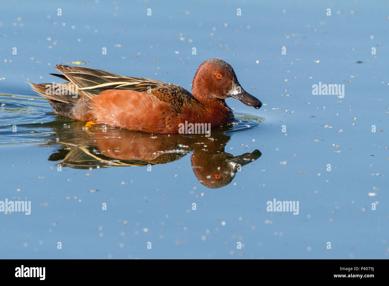 Ein Drake cinnamon Teal auf dem Wasser. Stockfoto