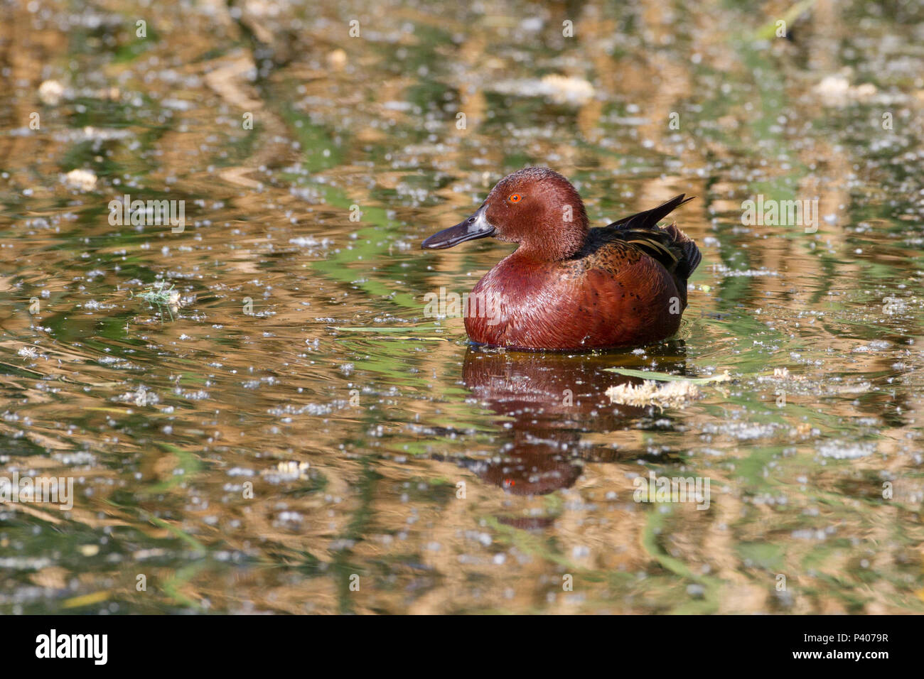Ein Drake cinnamon Teal auf dem Wasser. Stockfoto