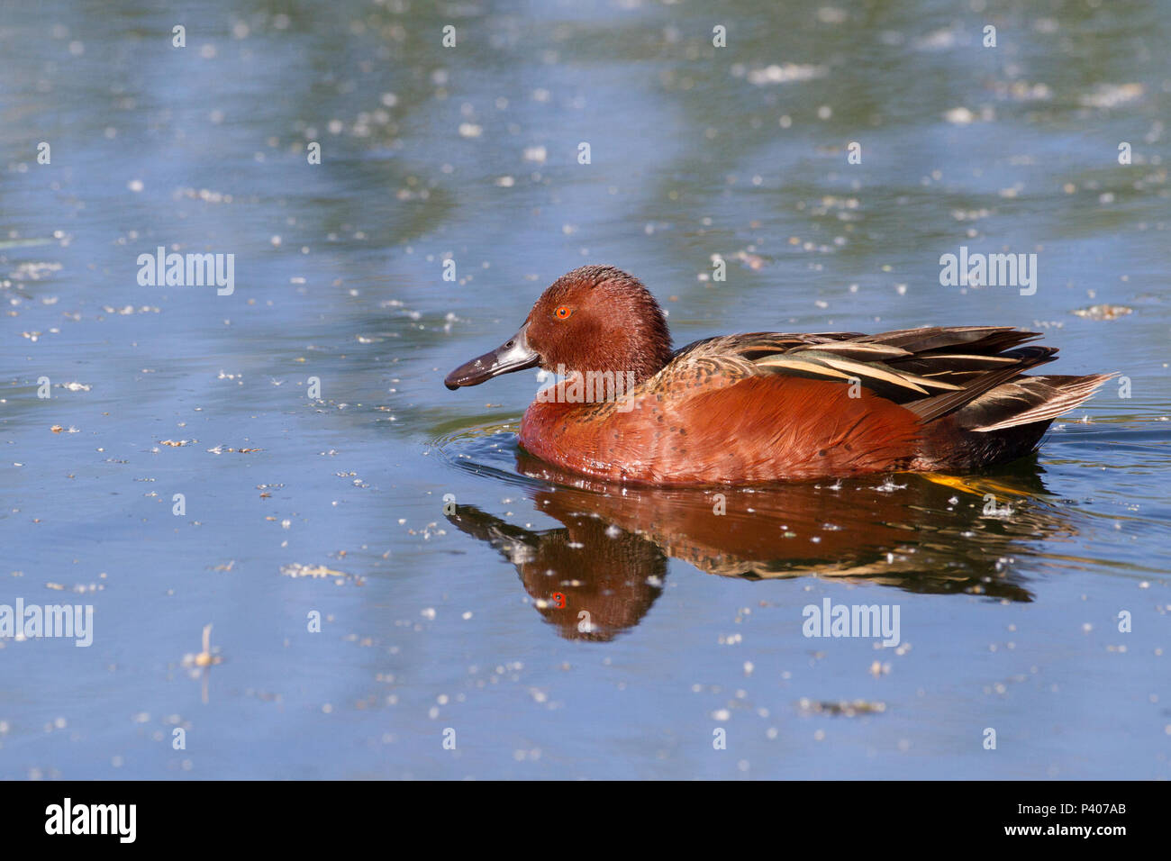 Ein Drake cinnamon Teal auf dem Wasser. Stockfoto
