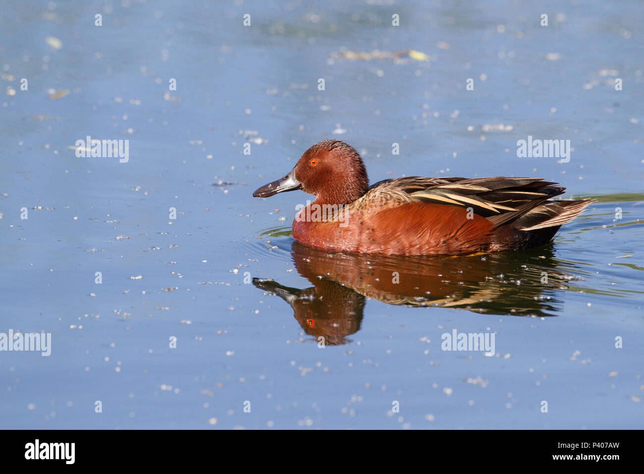 Ein Drake cinnamon Teal auf dem Wasser. Stockfoto