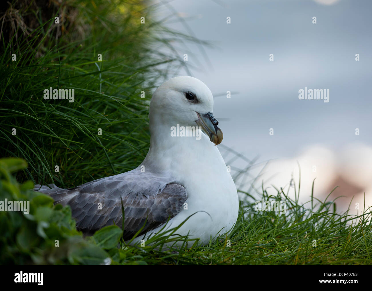 Northern Eissturmvogel, Fulmarus glacialis, Mykines, Färöer Inseln Stockfoto