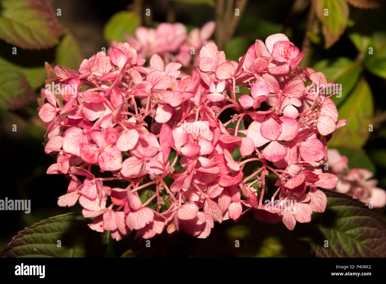 Kaffee des Himmels (Hydrangea serrata) Stockfoto