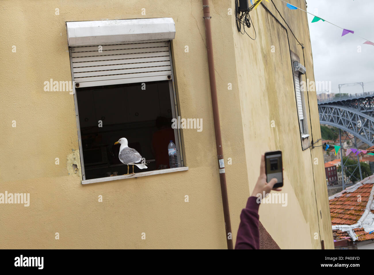 Touristische verwendet ein Smartphone Bild als yellow-legged Gull (Larus michahellis) sitzen im Fenster an der Escada dos Guindais, die Treppe von Ribeira zu Batalha in Porto, Portugal. Stockfoto