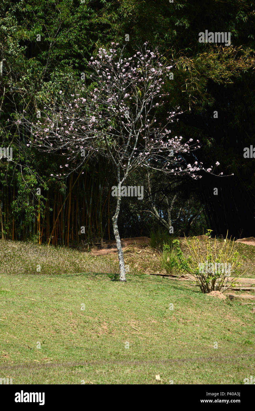 Cerejeiras em Flor keine Jardim do Templo Budista zu Lai-monastério, em Cotia - SP. Stockfoto