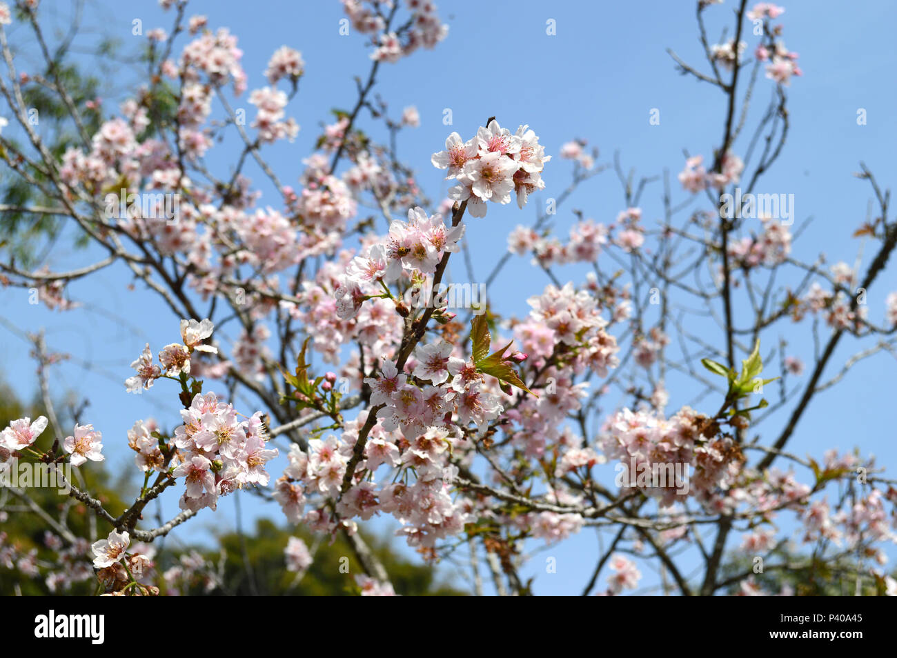 Cerejeiras em Flor keine Jardim do Templo Budista zu Lai-monastério, em Cotia - SP. Stockfoto