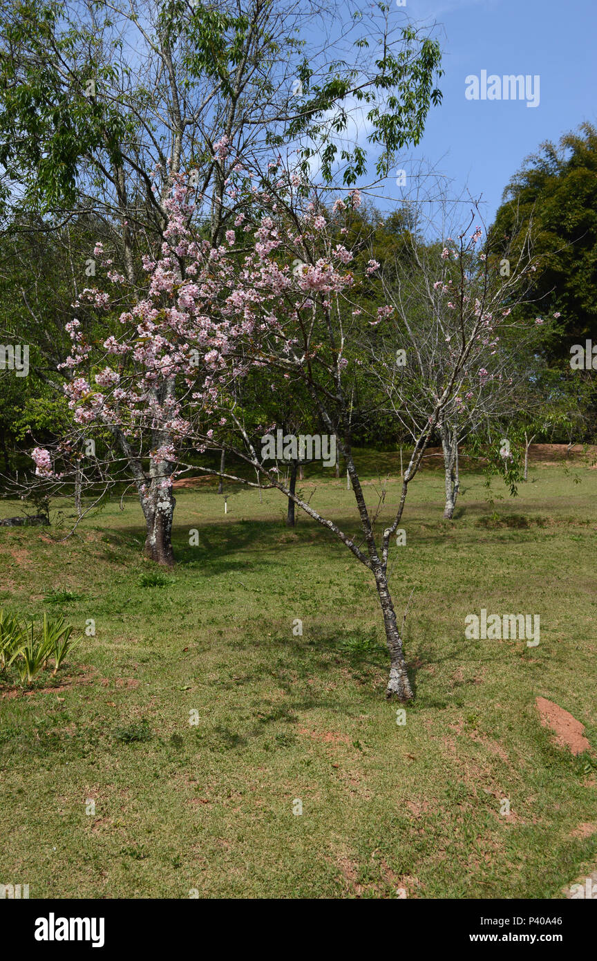 Cerejeiras em Flor keine Templo zu Lai, em Cotia, SP. Stockfoto