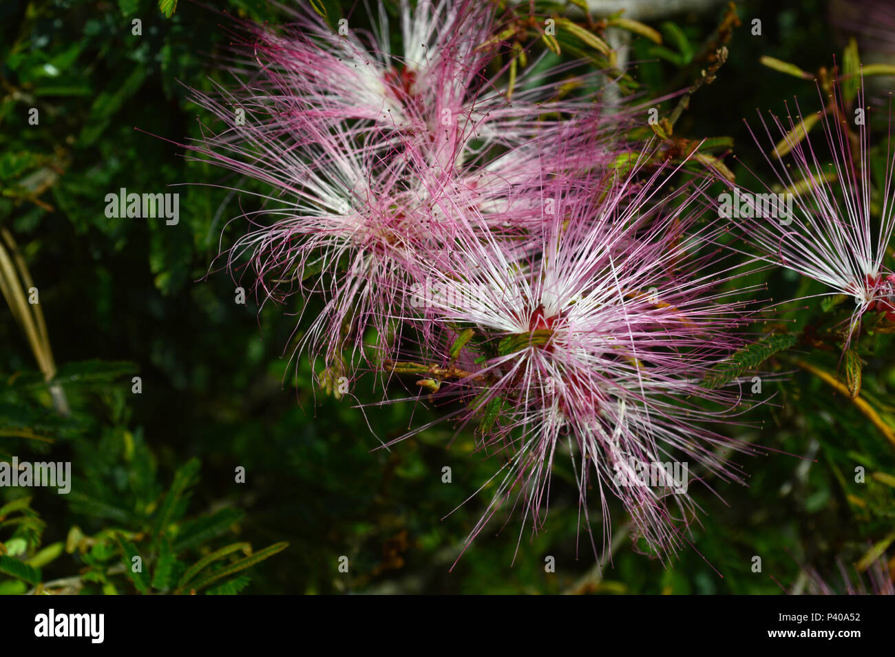 Detalhe de Flor, caliandra conhecida por esponjinha ou munduruva, em Cotia - SP. Stockfoto