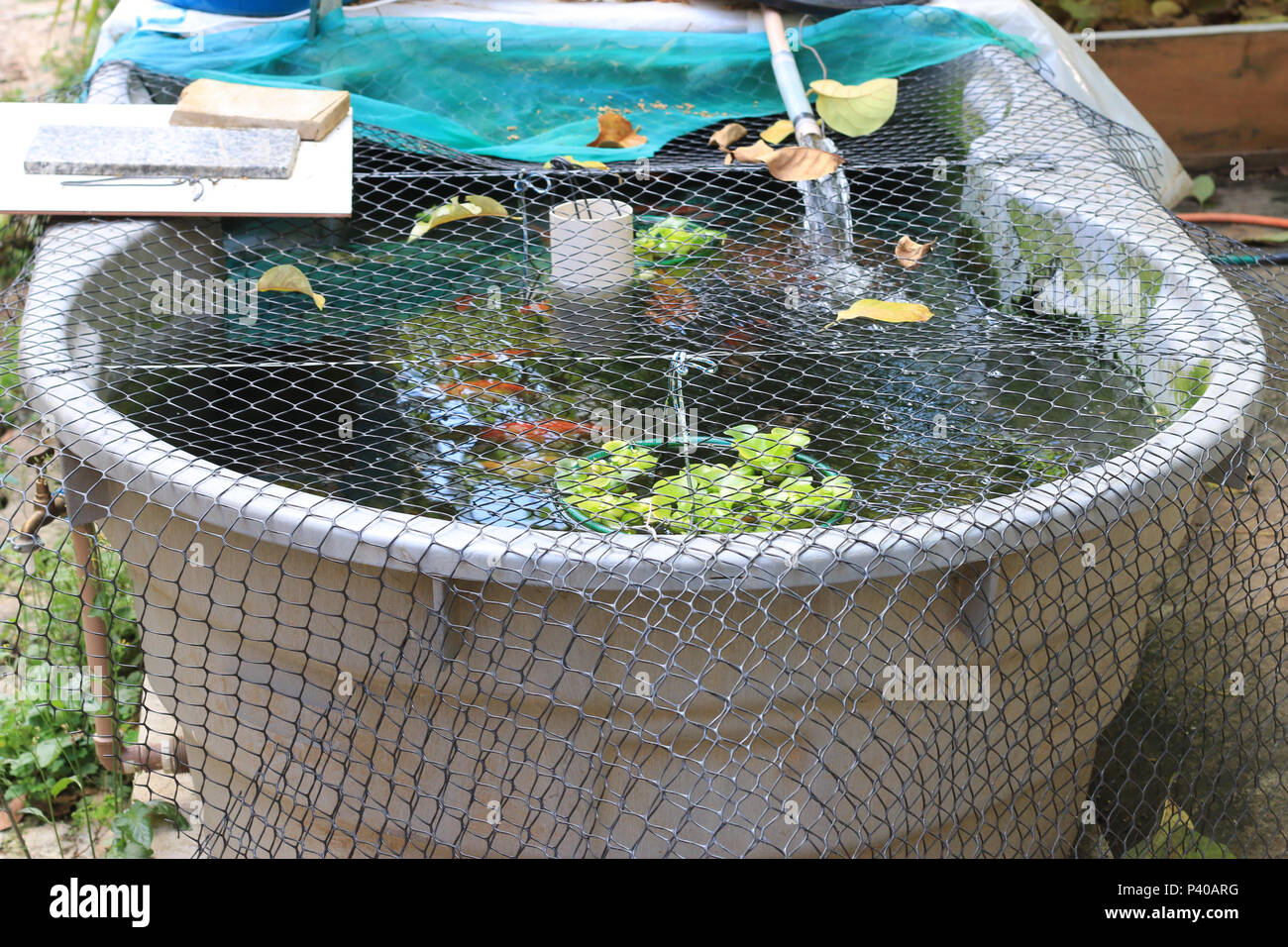 Tanque com caseira criação de peixe Wels e Carpa, em Residência localizada em Cajamar. Stockfoto