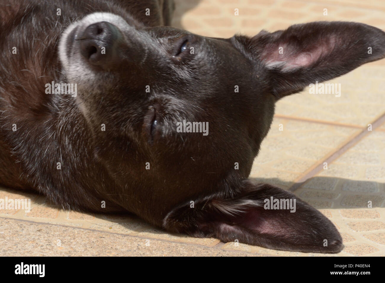 Cachorro sem-raça definida Rd'na Fase idosa. Stockfoto
