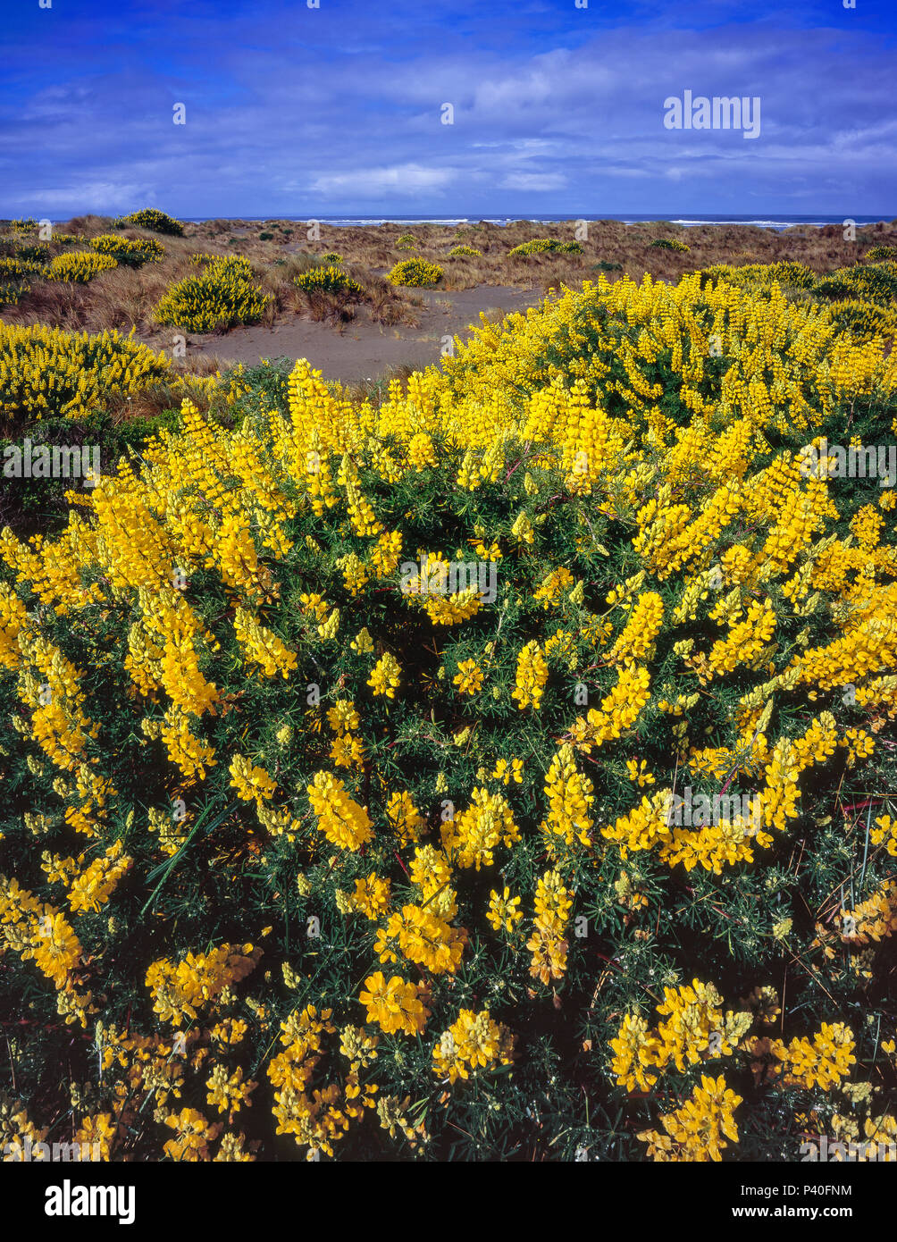 Gelbe Bush Lupine, Lupinus arboreus, Clam Strand, Little River State Beach, Humboldt County, Kalifornien Stockfoto