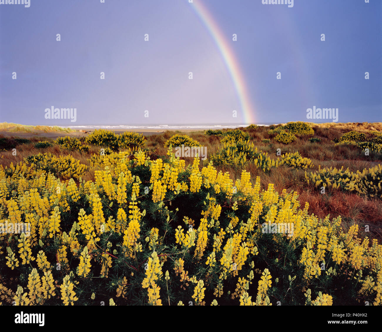 Gelbe Bush Lupine, Clam Strand, Little River State Beach, Humboldt County, Kalifornien Stockfoto