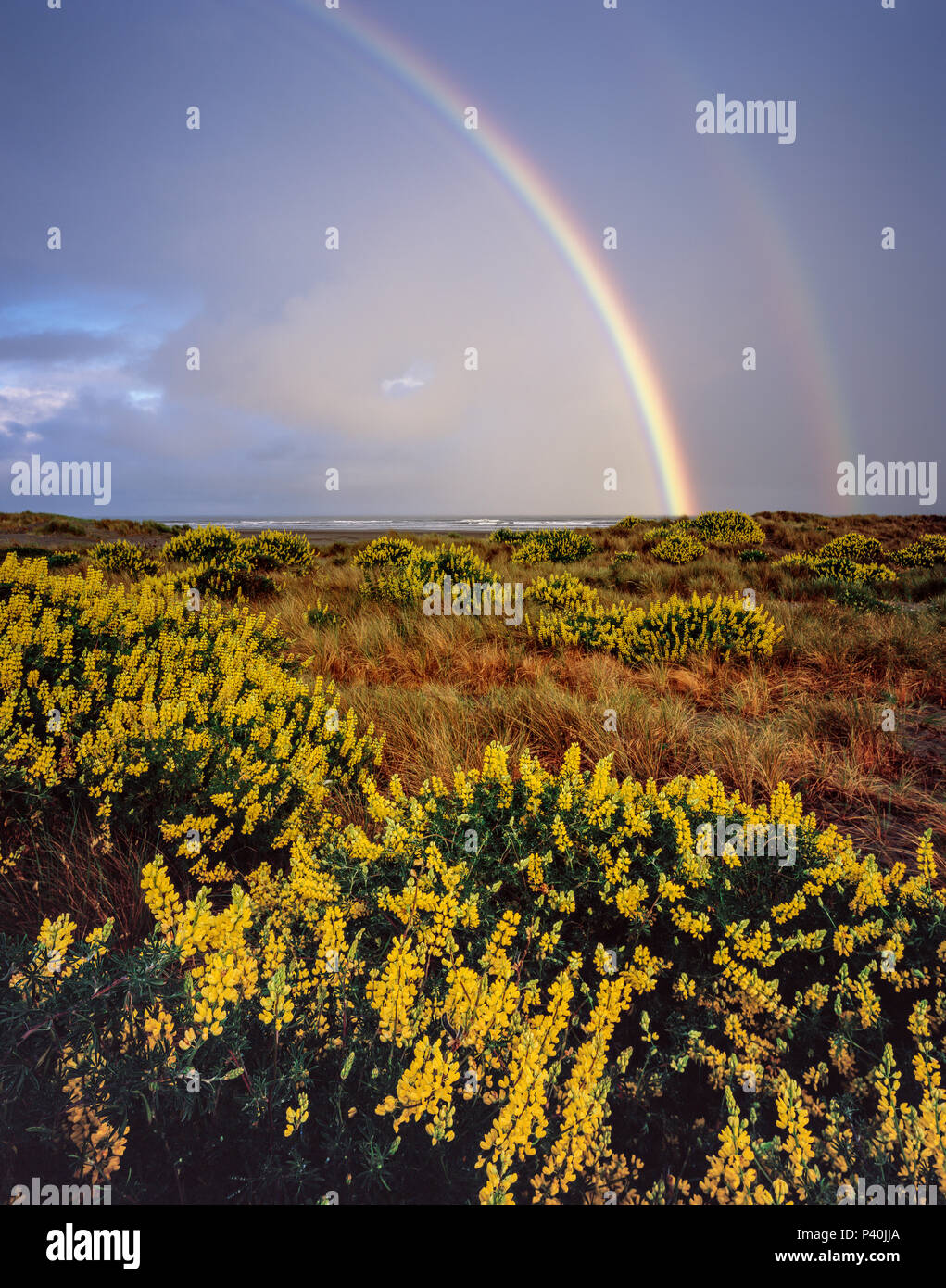 Double Rainbow, Gelb, Bush Lupine Lupinus arboreus, Clam Strand, Little River State Beach, Humboldt County, Kalifornien Stockfoto