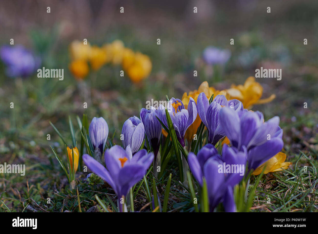 Crocusses im Frühjahr in München Bayern Stockfoto