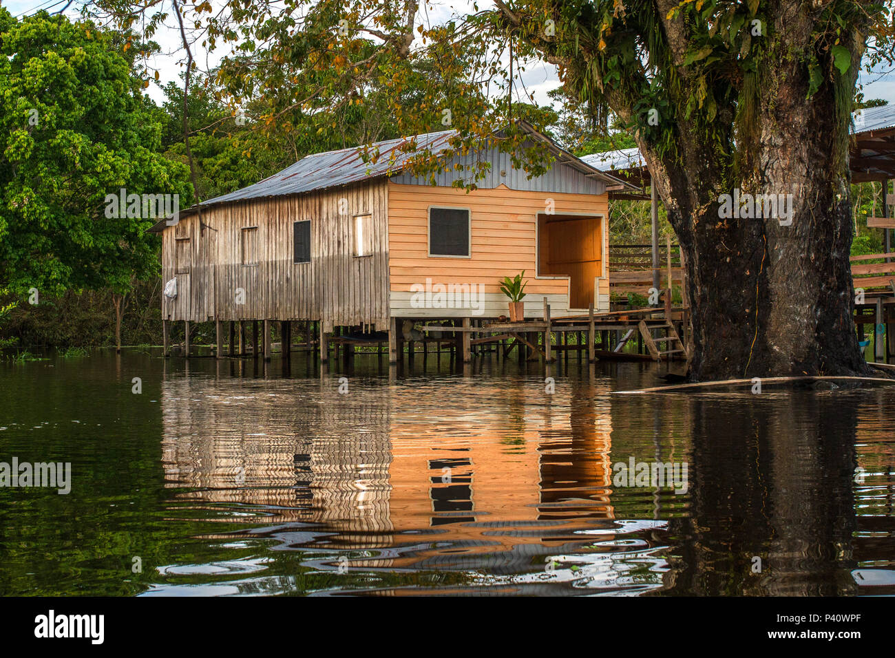 Bin Uarini Palafitas Palafitas Ribeirinha Casas Moradias Residencias Rio Japura Floresta Amazonica Floresta Alagada Cheia Na Amazonia Uarini Amazonas Norte Do Brasil Stockfotografie Alamy