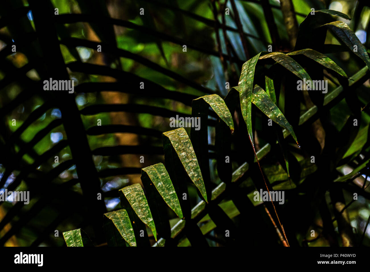 Autazes bin Floresta Floresta Amazônica Flora Natureza Autazes Amazonas Norte do Brasil Brasil América do Sul Stockfoto