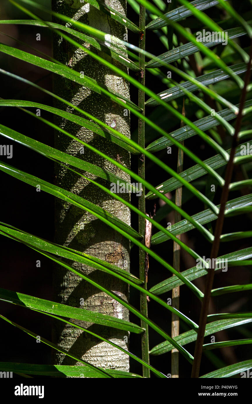 Autazes bin Floresta Floresta Amazônica Flora Natureza Autazes Amazonas NOrte do Brasil Brasil América do Sul Stockfoto