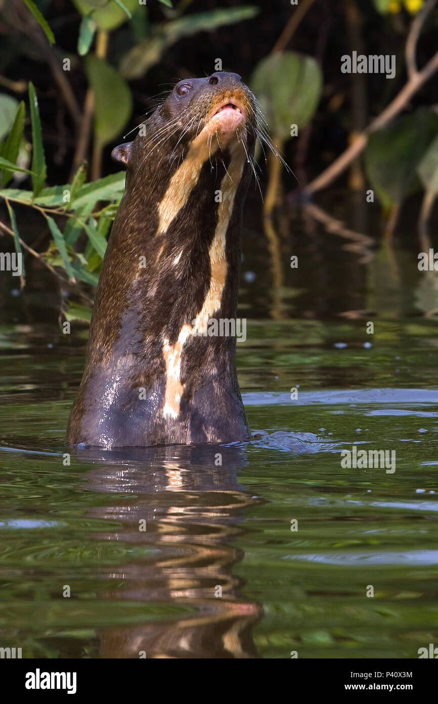 Ariranha Pteronura brasiliensis lontra - gigante Lobo-do-Rio ou Onça-d'água Fauna Natureza Pantanal Mato Grosso do Sul Brasil Rio Rio Vermelho Stockfoto