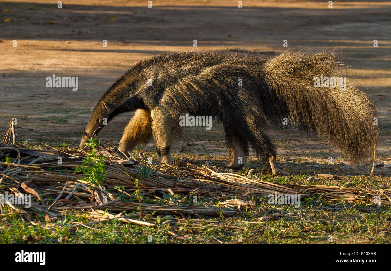 Formigas Stockfotos Und Bilder Kaufen Alamy