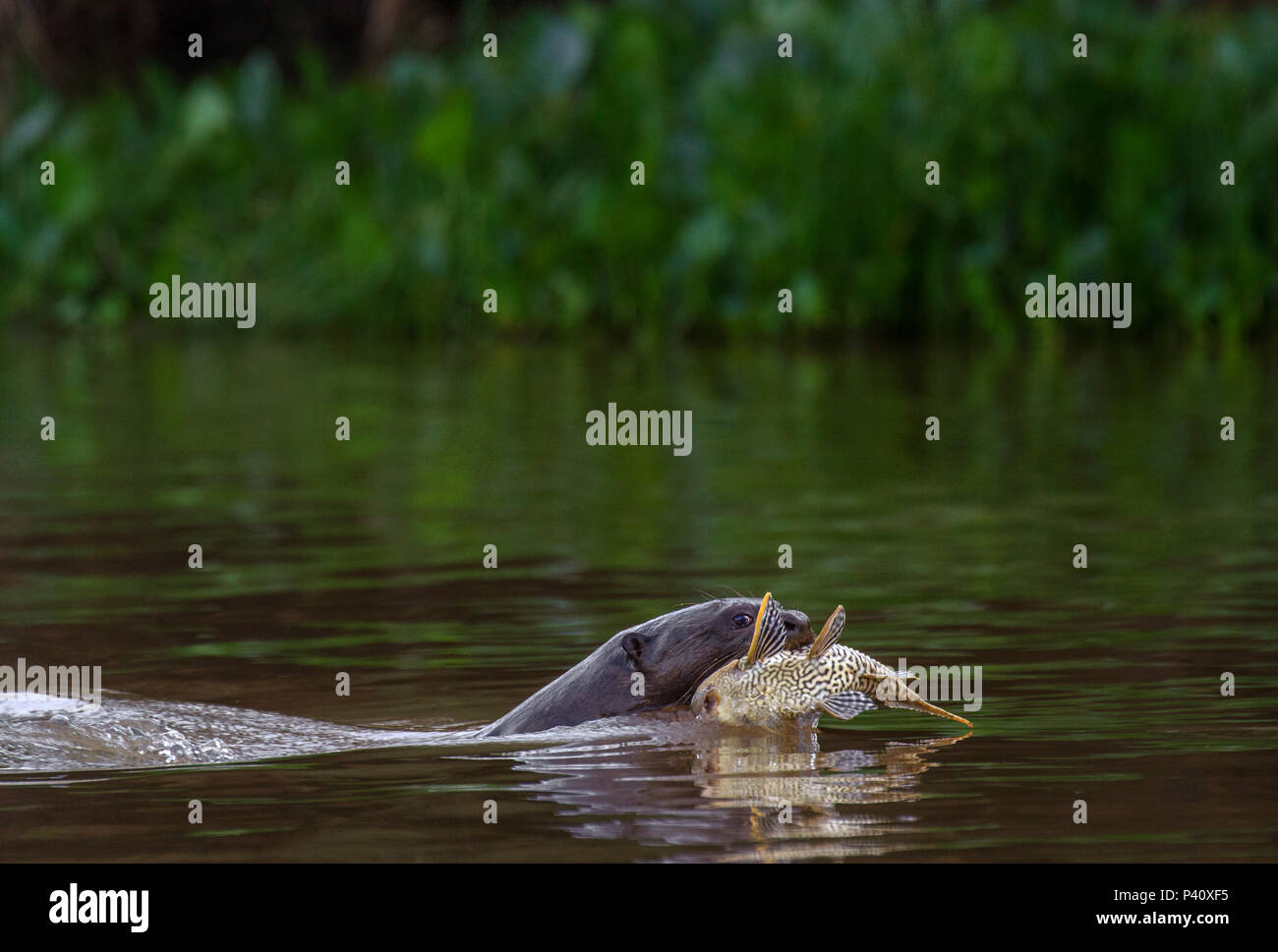 Ariranha Pteronura brasiliensis Onça-d'água lontra - gigante Lobo-do-Rio mamífero mustelídeo Fauna Natureza Pantanal Pantanal Norte Brasilien Centro oeste Stockfoto