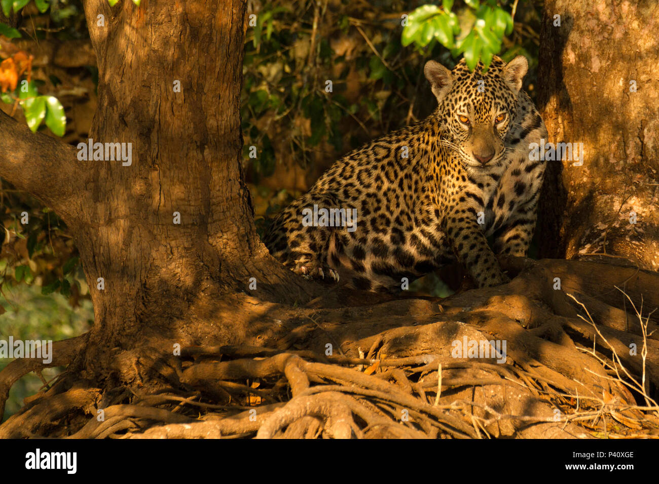 Onça Onça-pintada Jaguar - onça preta Panthera onca Pantera Fauna Natureza Pantanal Rio Rio Três Irmãos Pantanal Norte, Centro Oeste Brasil Stockfoto