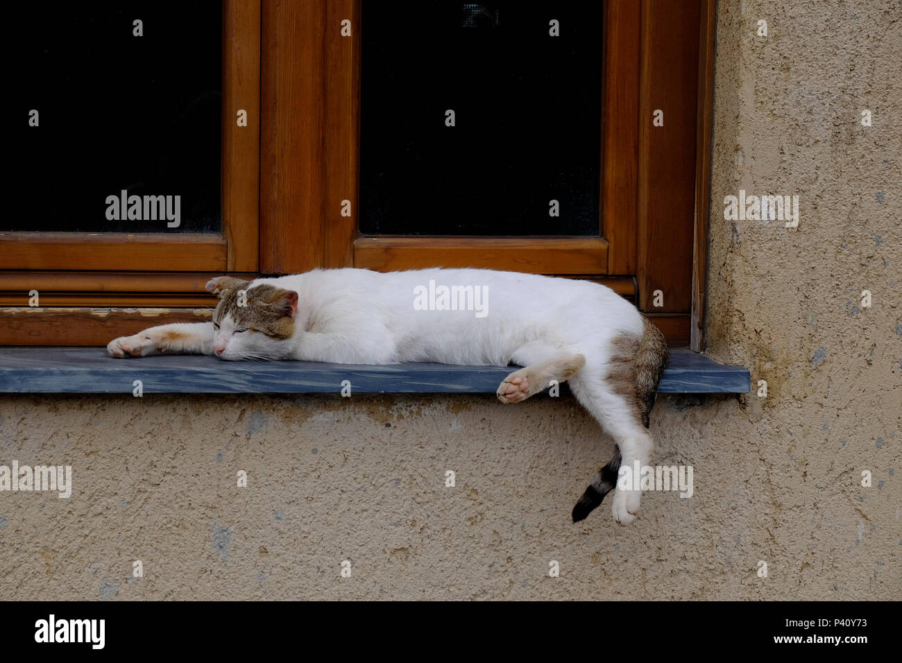Faule Katze am Fenster. Stockfoto