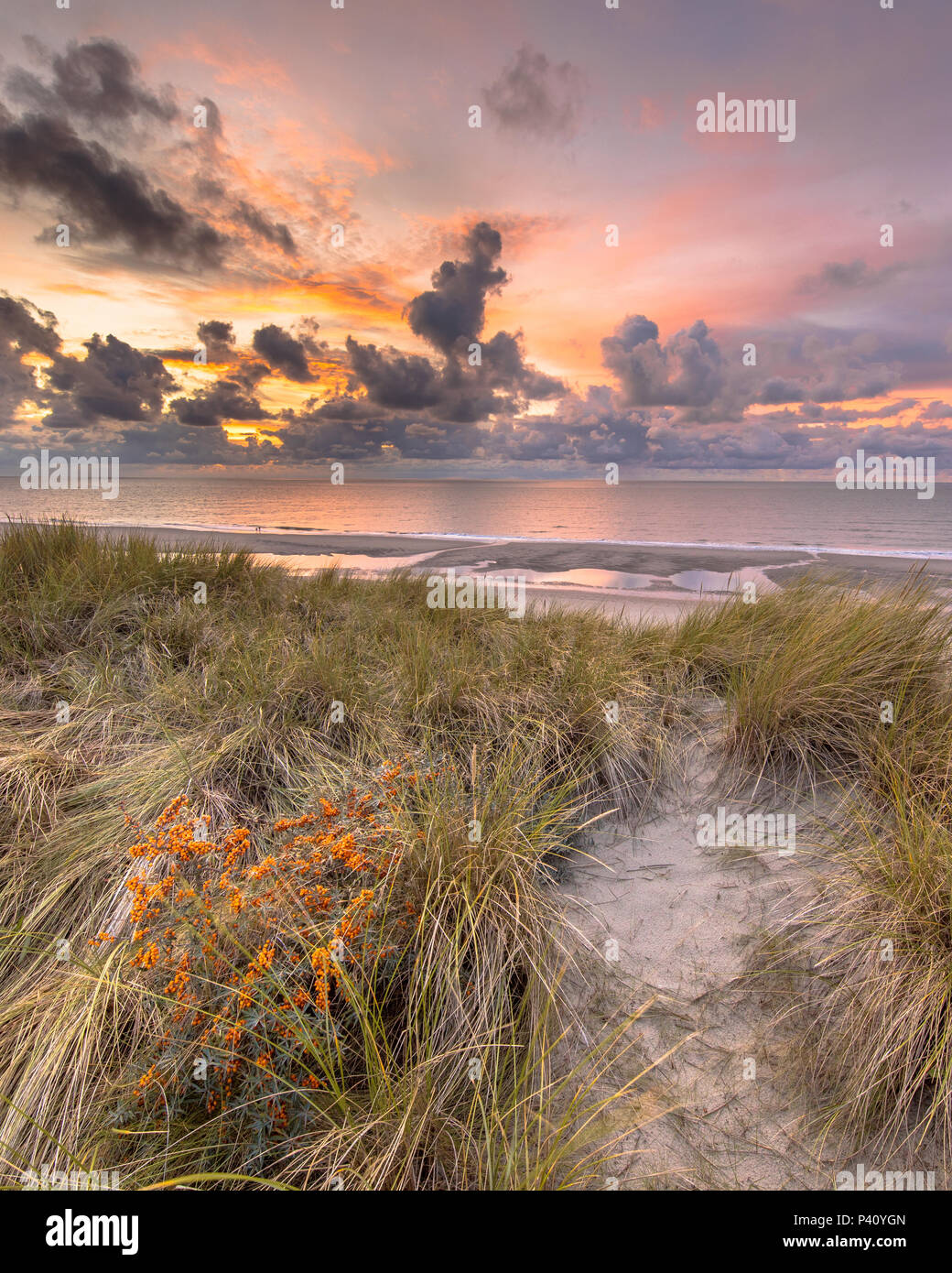 Blick auf den Sonnenuntergang von der Düne über Nordsee und Kanal Hexe gemeinsame Sanddorn (Hippophae rhamnoides) vorne in Zeeland, Niederlande Stockfoto