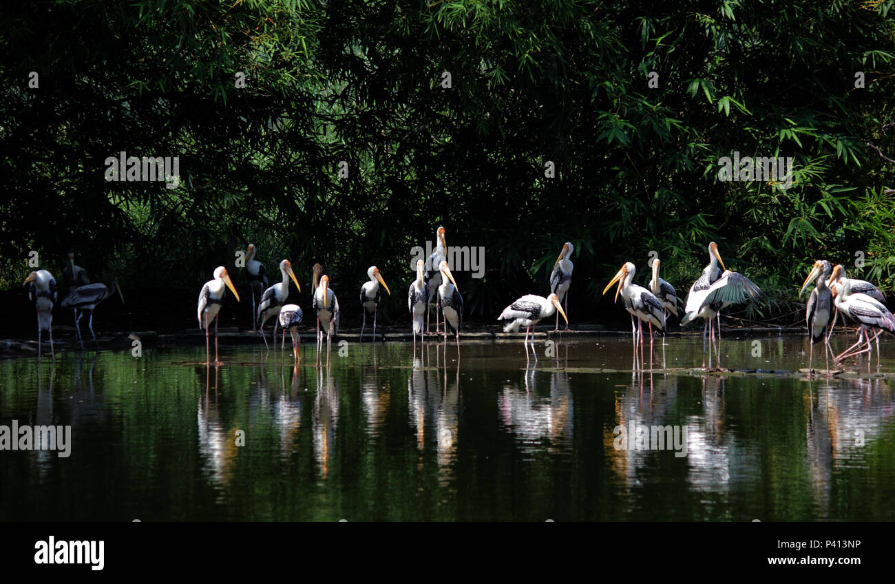 Mycteria leucocephala, Gruppe der gemalten Storch Vogel in der Natur Stockfoto
