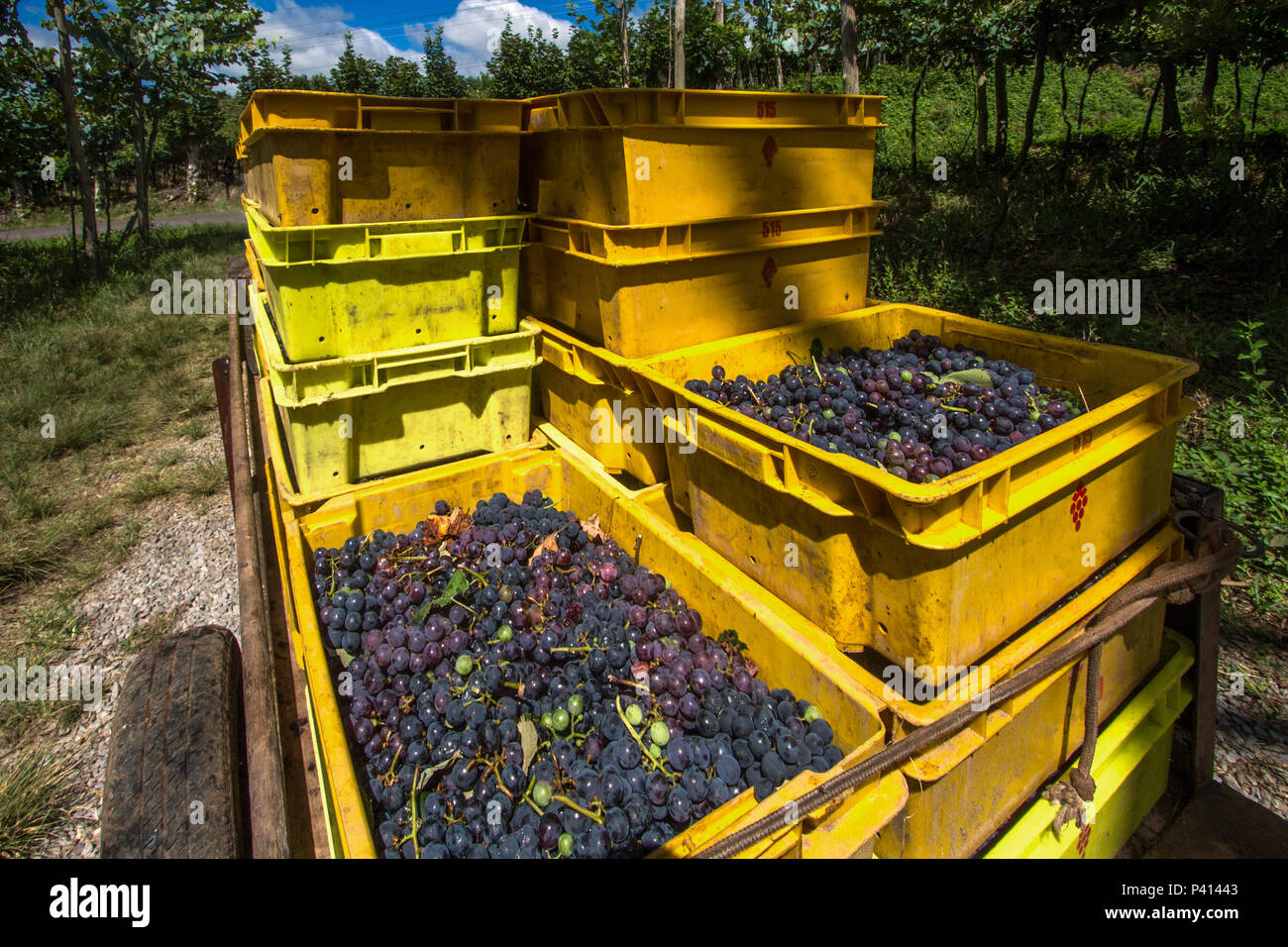 Uvas, colheita das uvas, frutas, parreiras, plantação de Uvas, vinícula, Bento Gonçalves, Vale dos Vinhedos, Rio Grande do Sul Sul do Brasil, Serra Gaucha, carregamento de Uvas, Vinícula do Rio Grande do Sul, Daten da Foto Janeiro 2018. Stockfoto