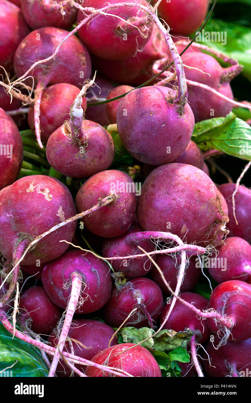 Rabanete Hortaliça Raiz alimento Horta Raphanus raphanistrum Subspezies. sativus Salada alimentação gastronomia culinária Stockfoto