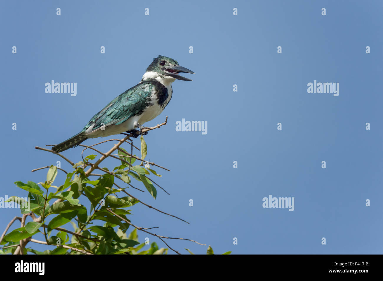 Ein Amazon Kingfisher thront auf einem Ast vor blauem Himmel Stockfoto