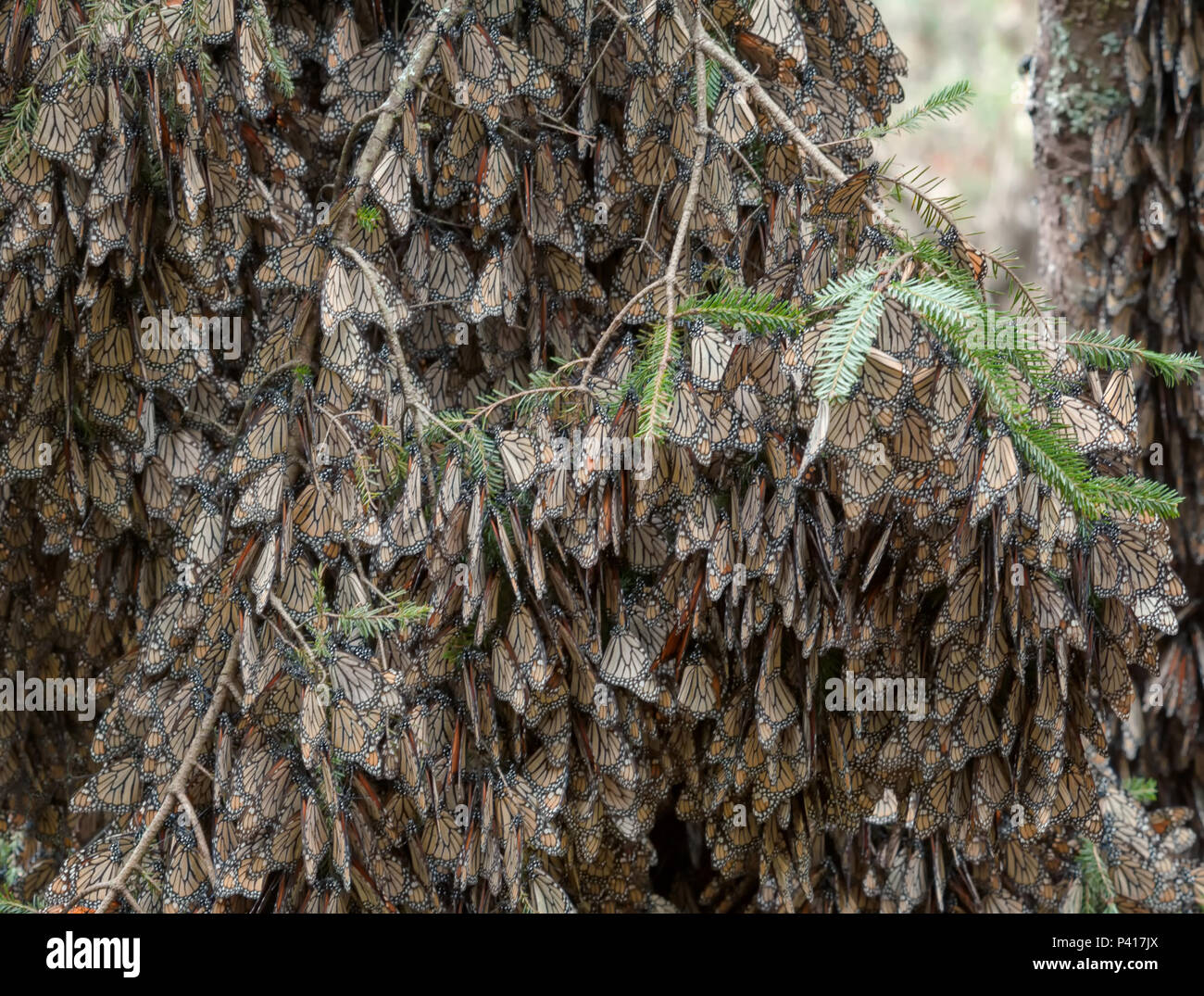 Monarchfalter clustered auf Ästen über - Überwinterung in den Wäldern in Mexiko. Stockfoto