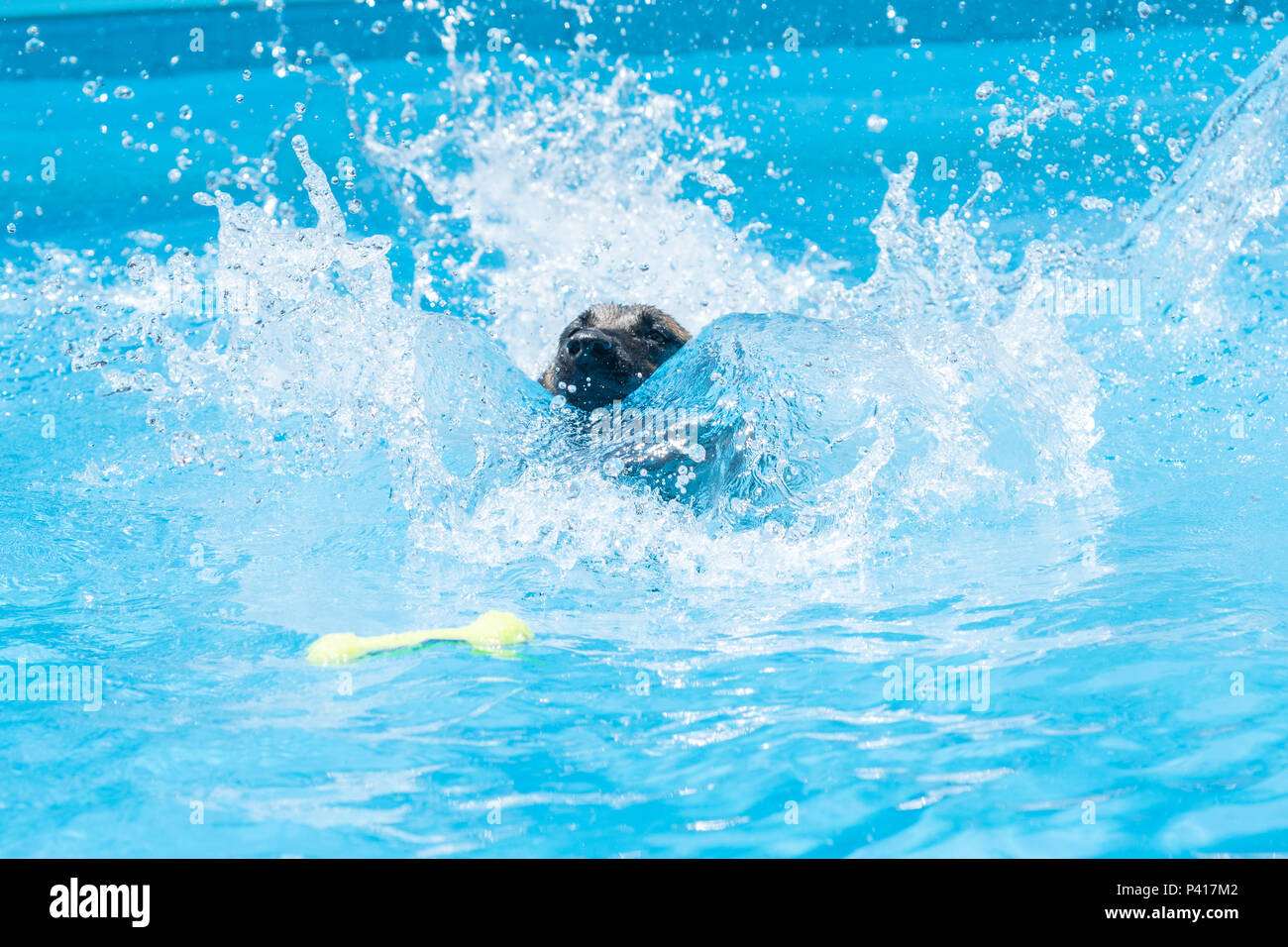 Hund beim Sprung in einen Pool Stockfoto