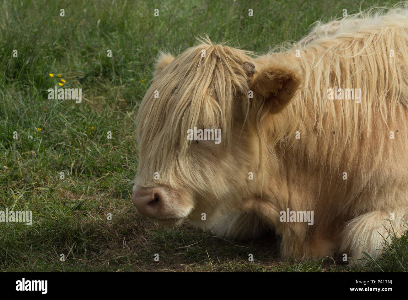 Highland Cattle in Erhaltung verwendet. Stockfoto