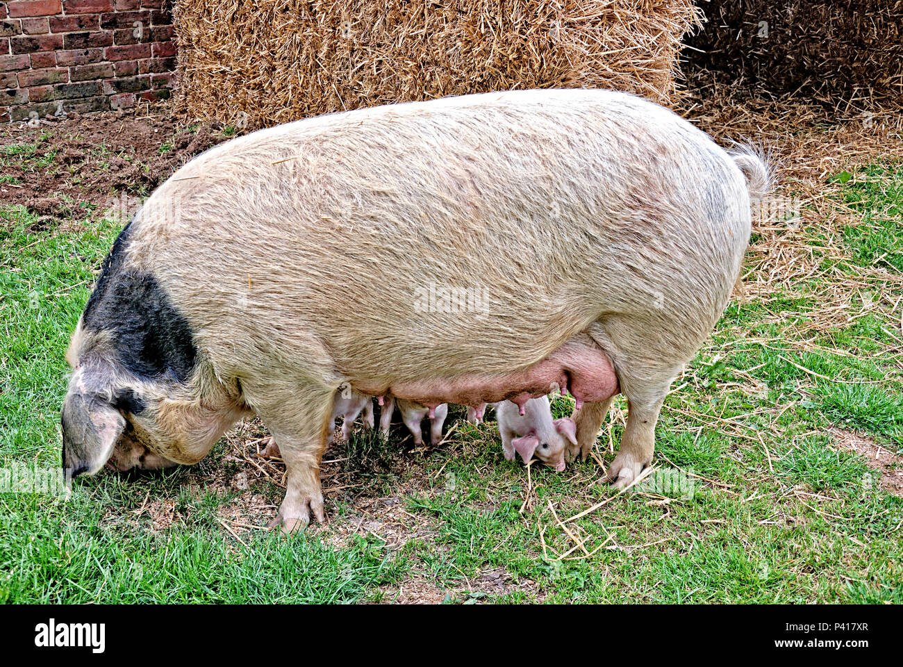 Gloucester alten Spot Sau mit Ferkeln. Stockfoto