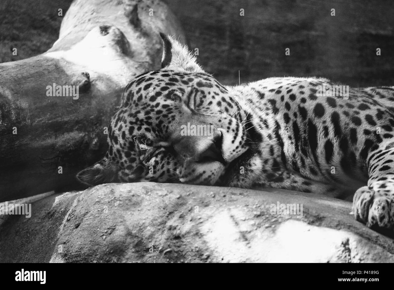 Schlafender Leopard Stockfoto