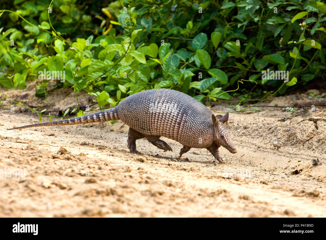 Tatu Galinha Dasypus Novemcinctus Tatu Tatu De Folha Tatuete Tatu Veado E Tatu Verdadeiro Fauna Natureza Pantanal Estrada Parque Corumba Mato Grosso Do Sul Brasilien Stockfotografie Alamy
