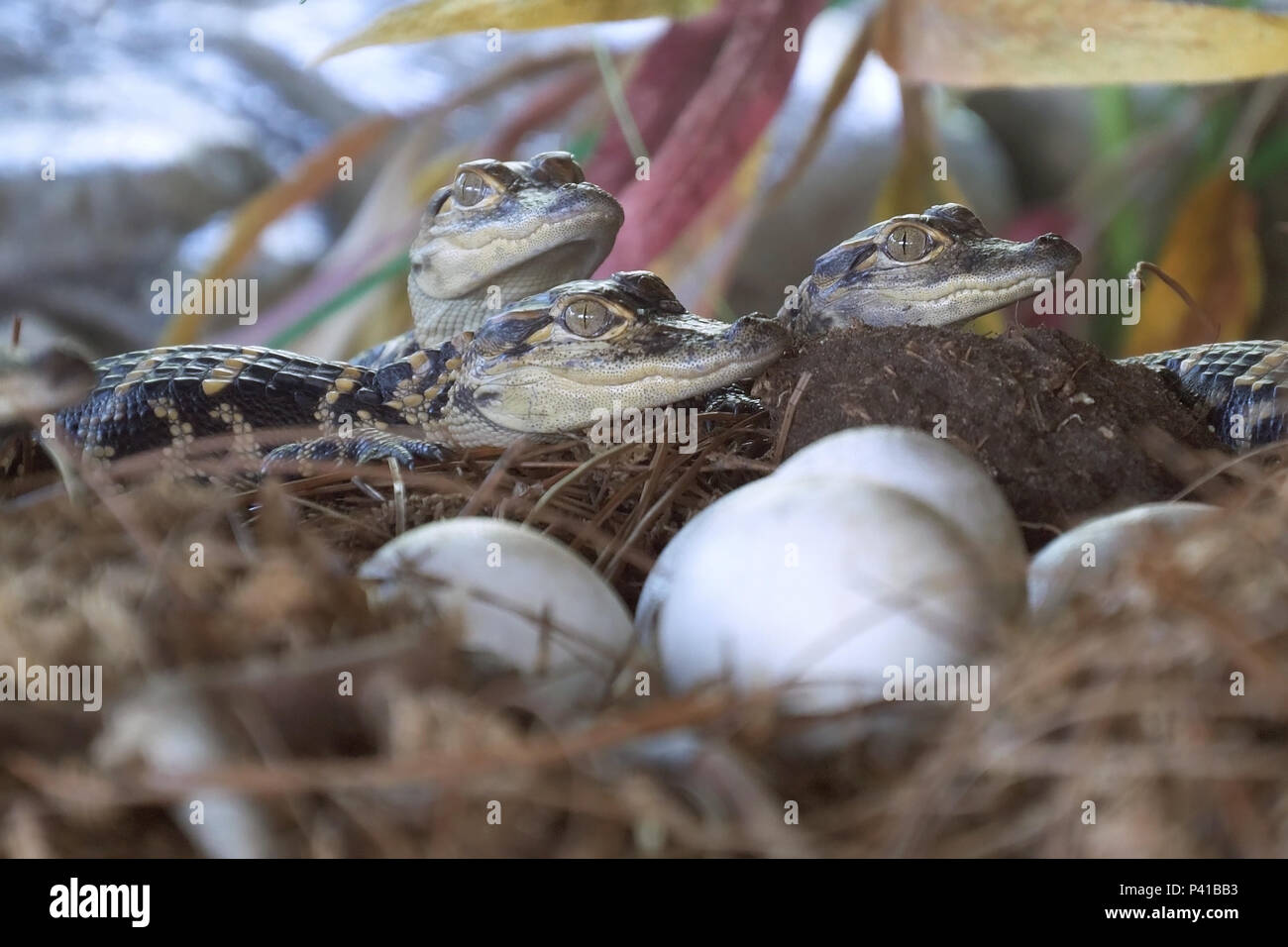 Neugeborene Alligator in der Nähe der Eiablage im Nest. Stockfoto