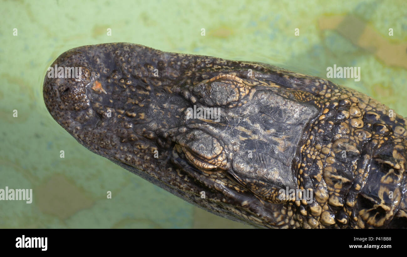 Krokodil Kopf, Ansicht von oben. Stockfoto