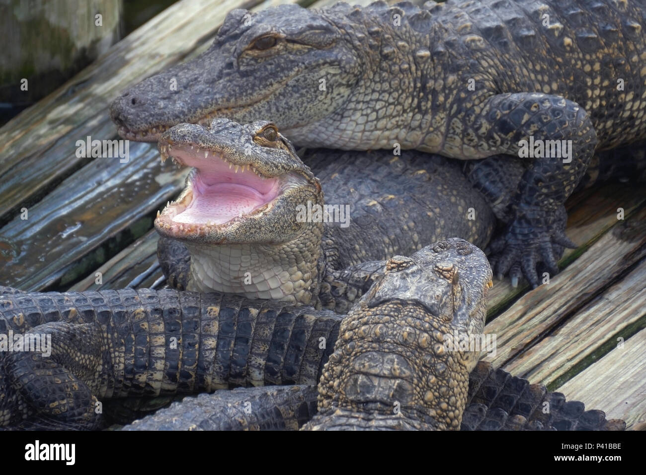 Alligator mit Mund offen. Stockfoto