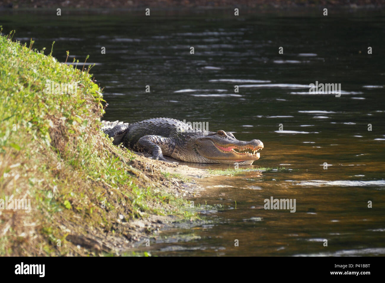 Alligator Festlegung in der Nähe von einem Teich mit seinen Mund öffnen. Stockfoto