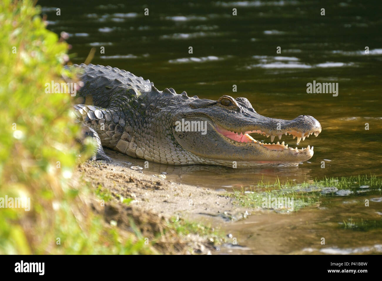 Alligator Festlegung in der Nähe von einem Teich mit seinen Mund öffnen. Stockfoto