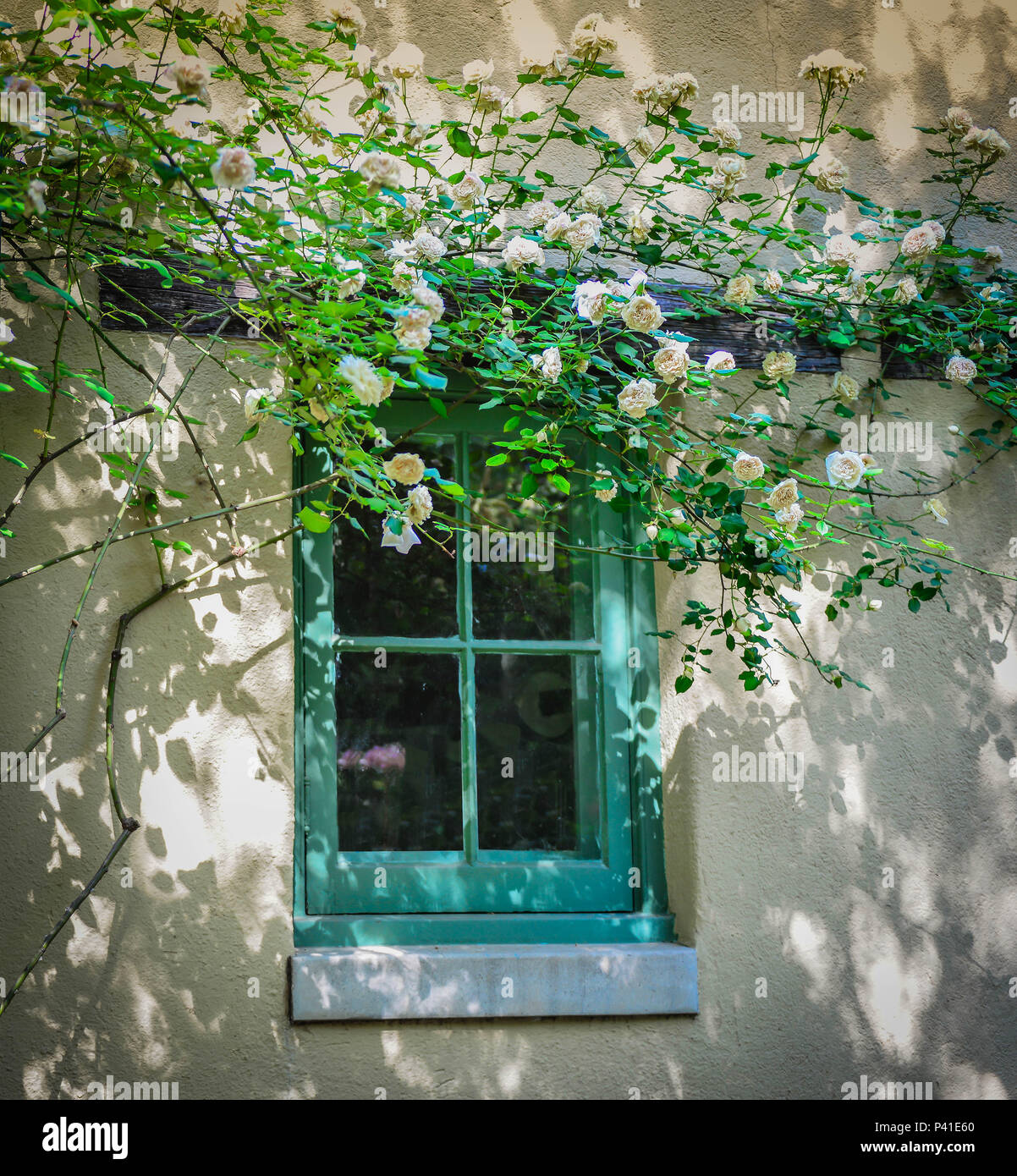 Ein Blick auf ein Fenster mit verblichenen türkis Verkleidung in einem Adobe Gebäude mit weißen Rosen Klettern entlang Dach und Wände in eine malerische und schöne Szene Stockfoto
