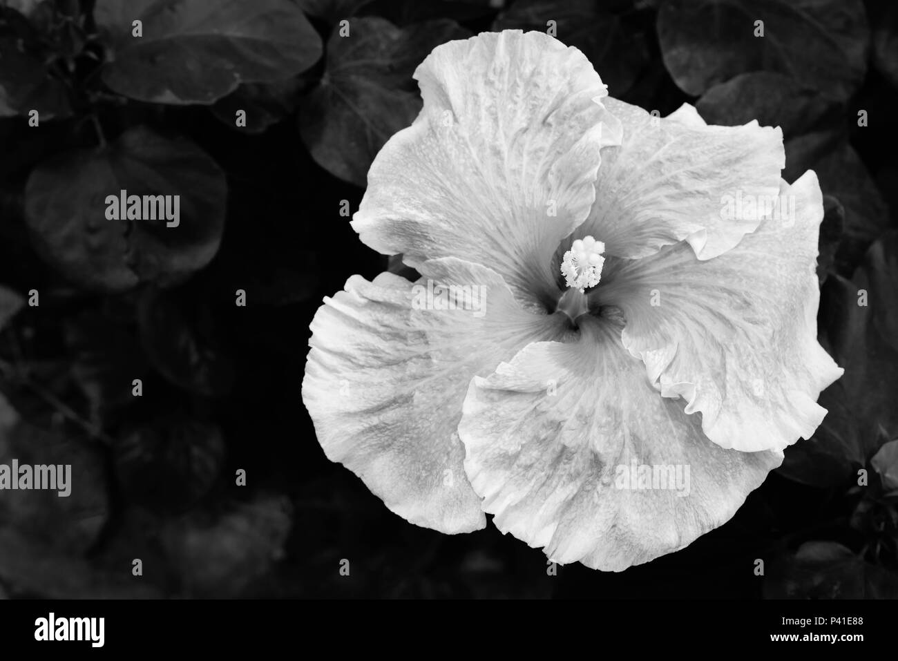 Ein off-centereed großen und lebhaften Farben des weißen Hibiskus Blume Blüte mit einem Soft Focus schwarz Laub Hintergrund Stockfoto