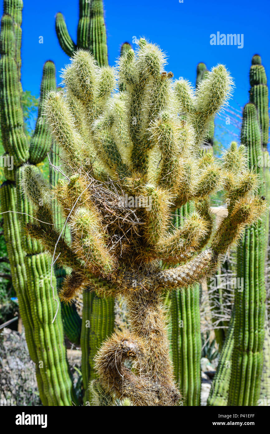 Ein vogelnest Rest in den Armen eines teddy bear cholla Cactus vor dem Hintergrund der Saguaro Kakteen in der Wüste Umwelt mit blauem Himmel Stockfoto