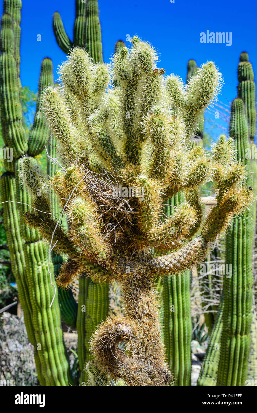 Ein vogelnest Rest in den Armen eines teddy bear cholla Cactus vor dem Hintergrund der Saguaro Kakteen in der Wüste Umwelt mit blauem Himmel Stockfoto